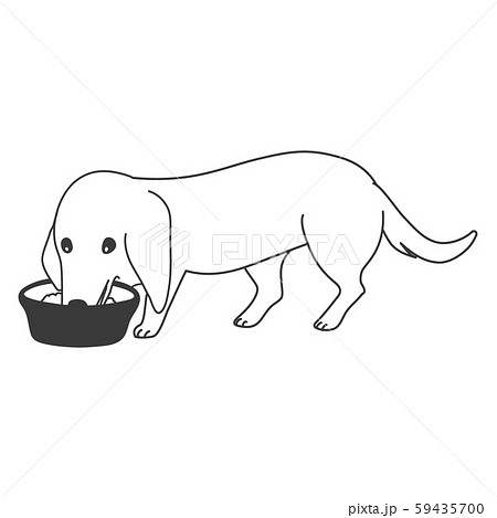 犬 ポーズ 表情 １匹 ミニチュアダックスフンド 食べるのイラスト素材
