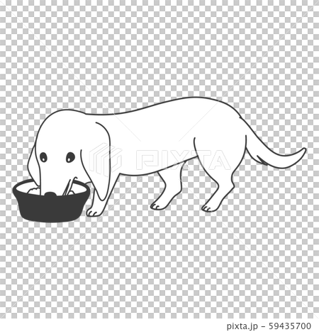 犬 ポーズ 表情 １匹 ミニチュアダックスフンド 食べるのイラスト素材