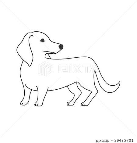 犬 ポーズ 表情 １匹 ミニチュアダックスフンド 振り向くのイラスト素材