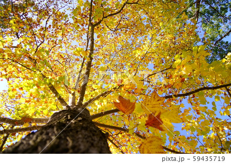 金色に輝くフウの大木1 金色に輝くフウの大木1 59435719