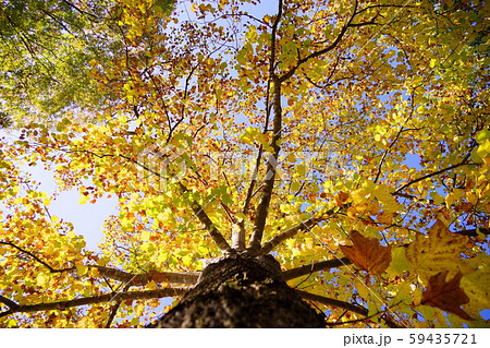 金色に輝くフウの大木３ 59435721