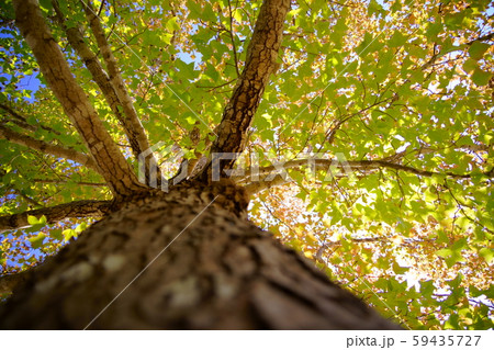 秋のタイワンフウ７ 59435727