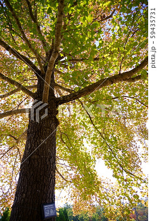 秋のタイワンフウ１４ 59435731