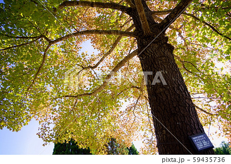 秋のタイワンフウ21 秋のタイワンフウ21 59435736