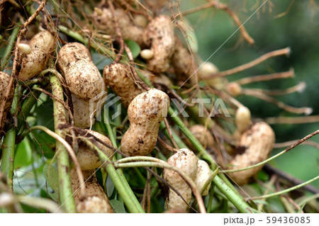 実った大きい種類の落花生、収穫、初めての畑、イメージ素材 59436085