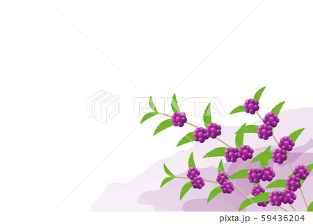 ムラサキシキブ ムラサキシキブ 59436204