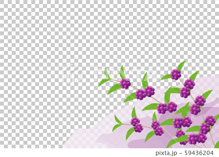 ムラサキシキブ ムラサキシキブ 59436204