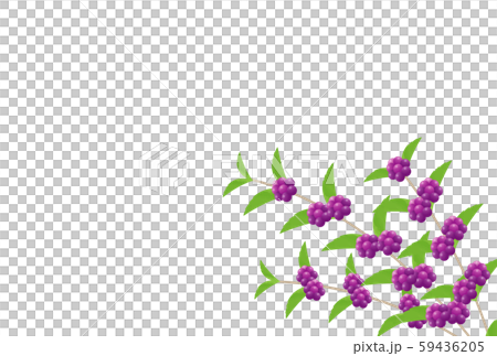 ムラサキシキブ 59436205