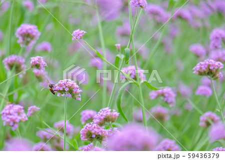 Verbena Bonariensis (Argentinian Vervain or 59436379