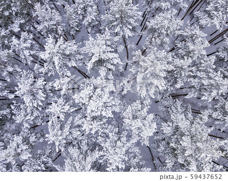 Aerial image from the top of snowy mountain pines in the middle of the winter 59437652