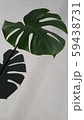モンステラ広告 59438731