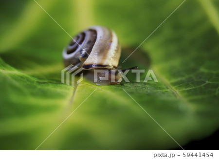 little snail on a green leaf, close up shoot little snail on a green leaf, close up shoot 59441454
