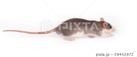 Funny young rat isolated on white. Rodent pets. 59442972