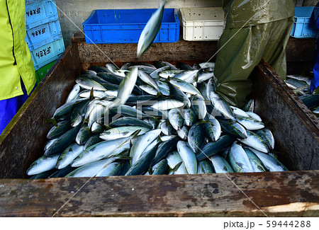 北海道函館市椴法華港でブリ ハマチ フクラギ 出世魚 が水揚げされる風景を撮影の写真素材