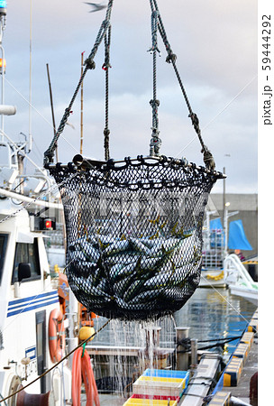 北海道函館市椴法華港でブリ、ハマチ、フクラギ(出世魚)が水揚げされる風景を撮影 北海道函館市椴法華港でブリ、ハマチ、フクラギ(出世魚)が水揚げされる風景を撮影 59444292