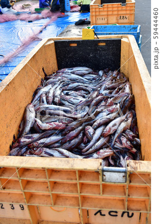 北海道函館市椴法華港で陸揚げされたスケトウダラの風景を撮影 59444460