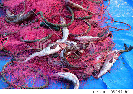 北海道函館市椴法華港で陸揚げされたスケトウダラの風景を撮影 59444466