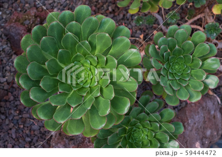 Aeonium Arboreum top view. Green plant of Portugal Aeonium Arboreum top view. Green plant of Portugal 59444472
