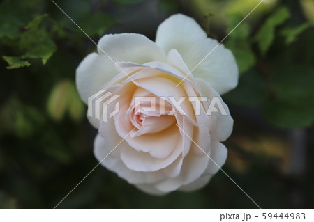 ピエールドゥロンサール　クリーム色地にピンク色のつるバラ 59444983