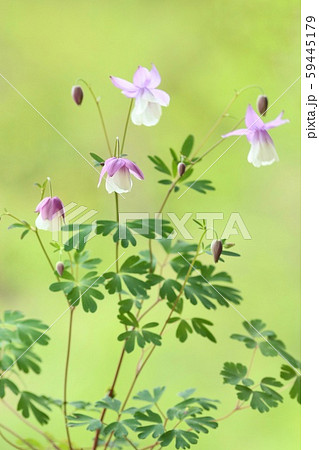 フウリンオダマキ 白と紫の花 自然背景の写真素材