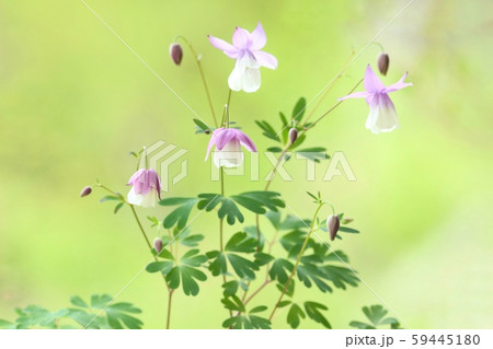 フウリンオダマキ 白と紫の花 自然背景の写真素材