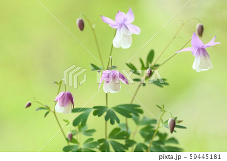 フウリンオダマキ 白と紫の花 自然背景の写真素材