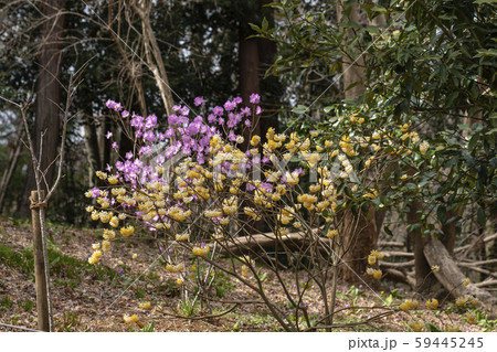 春の里山 春の里山 59445245