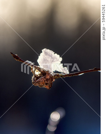 Tree branch in winter on a natural dark background Tree branch in winter on a natural dark background 59445261