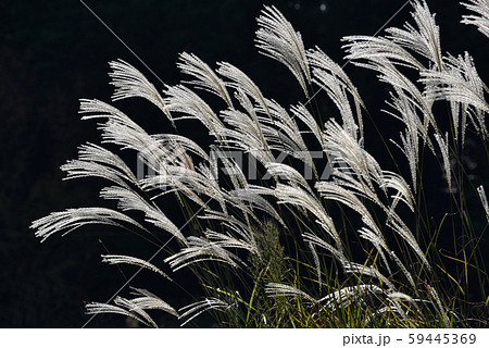 ススキの風景 59445369