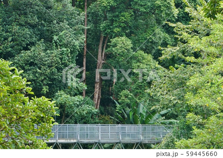 Canopy Walks of Queen Sirikit Botanic Garden in Ch Canopy Walks of Queen Sirikit Botanic Garden in Ch 59445660