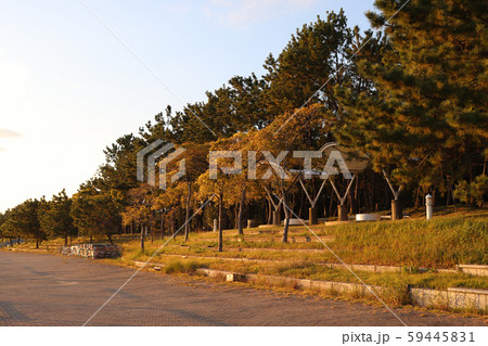 舞洲緑地の夕景 舞洲緑地の夕景 59445831