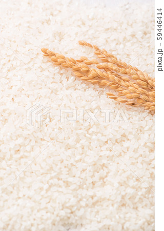 ごはん イネ 米 59446414