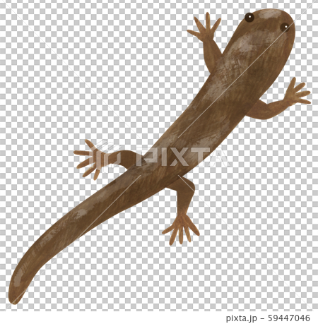 手描き サンショウウオ 山椒魚のイラスト素材