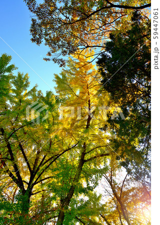 信州城下町　上田市の紅葉 59447061