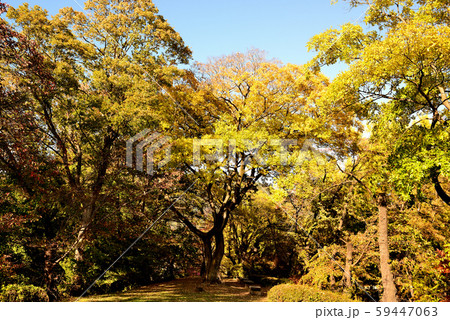 信州城下町　上田市の紅葉 59447063