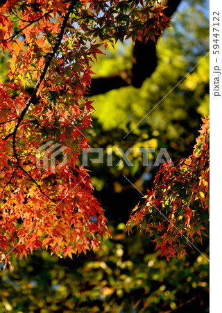 信州城下町　上田市の紅葉 59447122