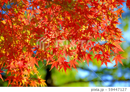信州城下町　上田市の紅葉 59447127