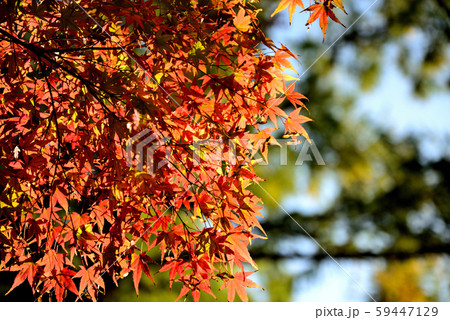 信州城下町 上田市の紅葉 信州城下町 上田市の紅葉 59447129