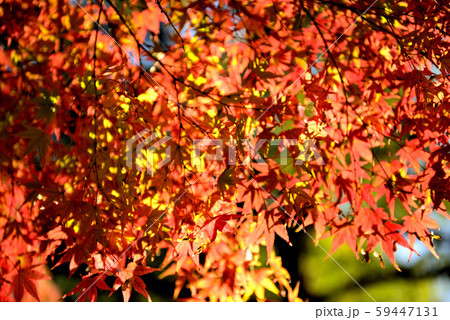 信州城下町 上田市の紅葉 信州城下町 上田市の紅葉 59447131