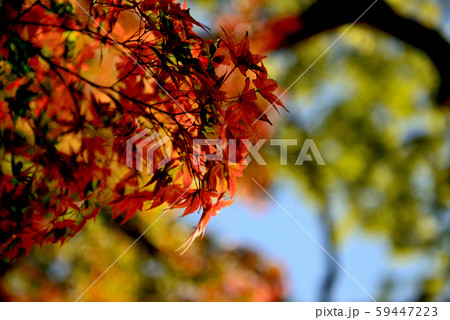 信州城下町　上田市の紅葉 59447223