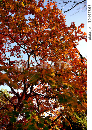 信州城下町 上田市の紅葉 信州城下町 上田市の紅葉 59447368