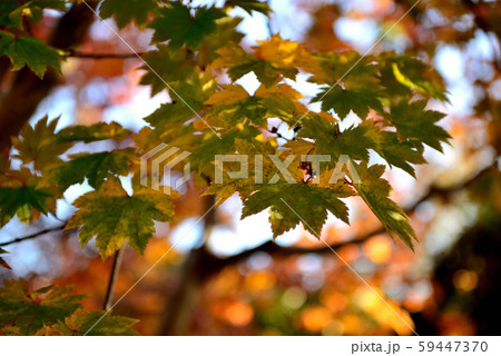 信州城下町　上田市の紅葉 59447370
