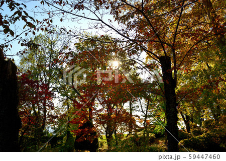 信州城下町　上田市の紅葉 59447460