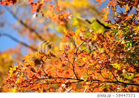 信州城下町 上田市の紅葉 信州城下町 上田市の紅葉 59447571
