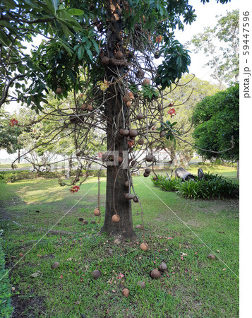 flower from the cannonball tree (Shorea robusta) flower from the cannonball tree (Shorea robusta) 59447596