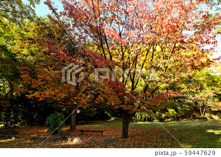 信州城下町 上田市の紅葉 信州城下町 上田市の紅葉 59447629