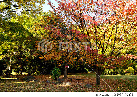 信州城下町 上田市の紅葉 信州城下町 上田市の紅葉 59447633