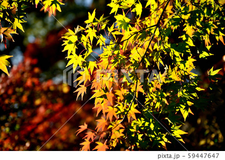 信州城下町　上田市の紅葉 59447647
