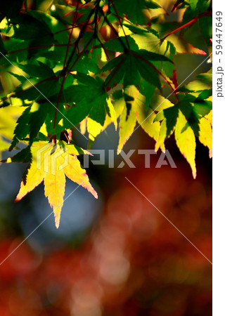 信州城下町　上田市の紅葉 59447649