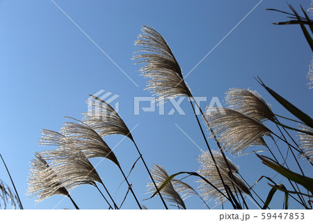 ススキ ススキ 59447853